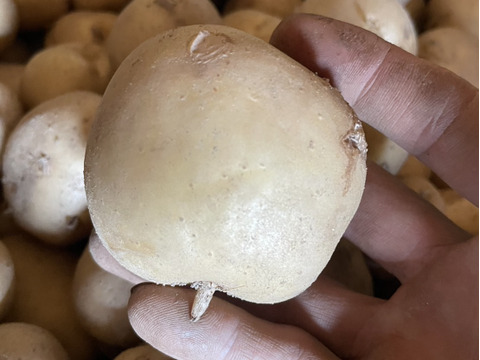【お得な希少商品】【父の日ギフト】完熟トマト2kg×新じゃが(3〜4種)2kg