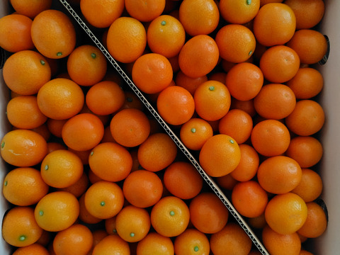 そのまま ”ガブッ” と丸かじり・・フルーツ金柑（3㎏）1月中旬にもなると糖度は18度超え！！