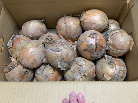 【訳あり】今が旬の淡路島新玉ねぎ！5キロ
人気ナンバー1商品、とにかく水分量がすごい！