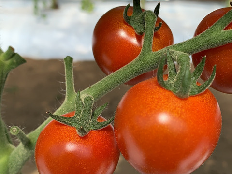 JAS認証 有機栽培　ミニトマト　1kg
