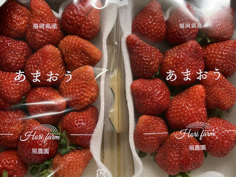 福岡県産あまおう1kg｜大粒・濃い甘み／ご家庭用・贈り物にも（エコ農産物認証）
