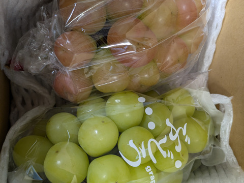 信州　小布施　マイハート/シャインマスカットセット　各1房（1㌔）