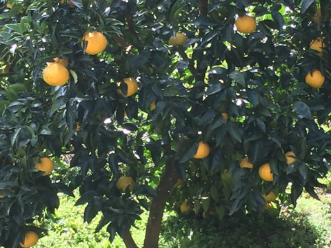 自然栽培 甘夏〈サイズはS、味はセレブ　値段は下町〉10kg  ホームメイド酵素ジュースにご利用ください。
