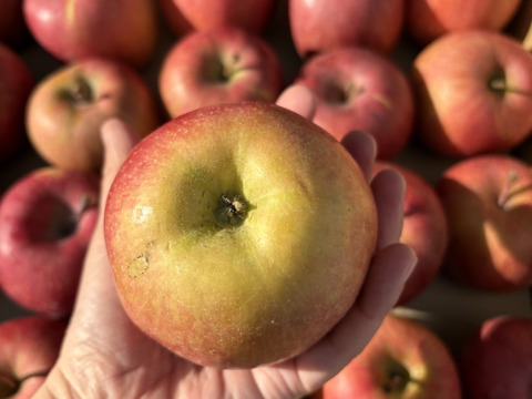 青玉 加工用 大訳あり サンふじ 5キロ箱