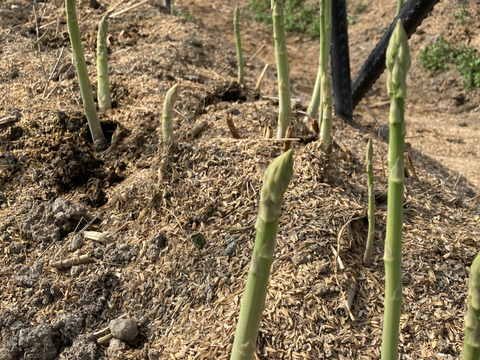 ふぁふぁふぁーむのやさしいアスパラガス500g