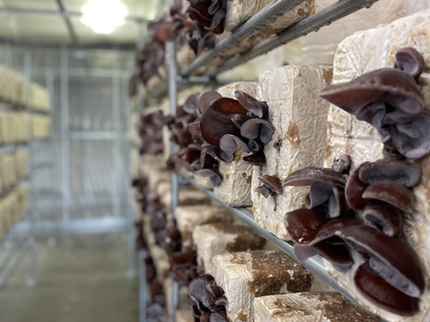 食べきりサイズ！だいちゃんの乾燥きくらげ(10ｇ×3箱)