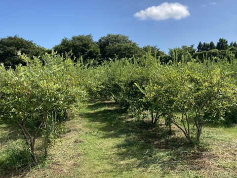 だいせんのめぐみブルーベリージャム　150ｇ×6個