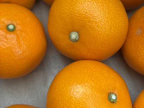 柑橘の大トロ【せとか 2kg】～とろける濃厚果実～ 家庭用