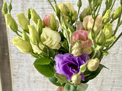 クール便【６本／トルコキキョウ】柔らかな色合いと、上品な花姿が魅力のトルコキキョウ。蕾つき！産地直送、プレゼントOK!