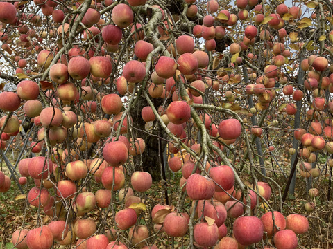 すぐ発送！5キロ 16-20 蜜入チェック済！樹上完熟蜜入葉取らずサンふじ　農薬半減栽培で安心安全