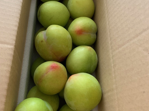 すもも「ソルダム」1kgバラ詰め