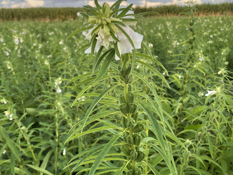 期間限定　喜界島白いりごま50g