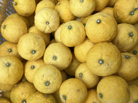 【季節限定】 小ゆず正味1.8㎏（24個〜28個）