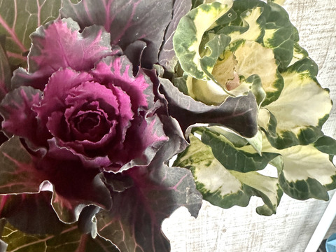 【葉牡丹／紅白／４本】畑からそのまま、土付きでお届けします。生命力あふれる葉牡丹は、切花でも元気。鉢に植え替えれば、さらに長く楽しめます。「育てる楽しみ」と「飾る楽しみ」を一緒にどうぞ。