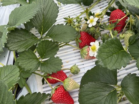濃厚な味わい苺ピストロベリー　260g×4