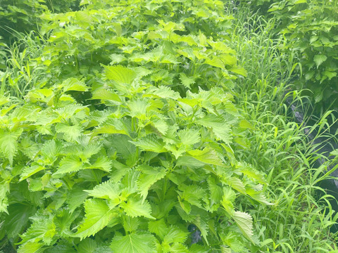 1kg【朝摘み直ぐ発送】農薬不使用香りと鮮度が違う！極上の青紫蘇！