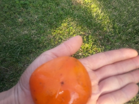 柿【刃根早生】　自然栽培