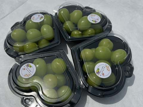 【ワケあり】旬を先取り！ハウス栽培シャインマスカット！（ご家庭用・150g×4Ｐ）