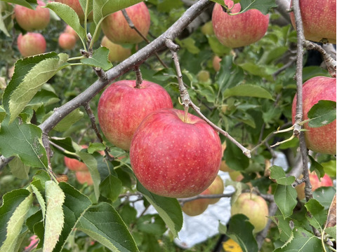 【人気品種】サンジョナゴールド🍎約3キロ 8〜11玉《家庭用》ID164802