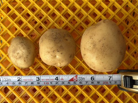 デジマ｜冬の旨みが濃い新じゃが ホクホク皮ごと食べられる島じゃがいも ２kg