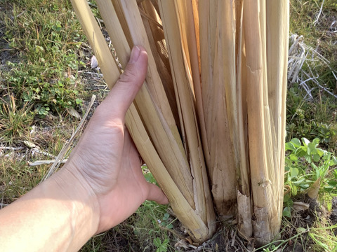 送料無料◆2025新品  苗の販売🌱マコモダケを育ててみよう！（5〜8株）：兵庫県産の 野菜