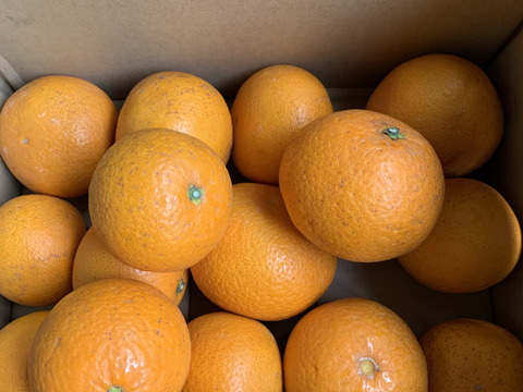 【訳あり】清見３ｋｇ超ジューシー♪　※3月発送