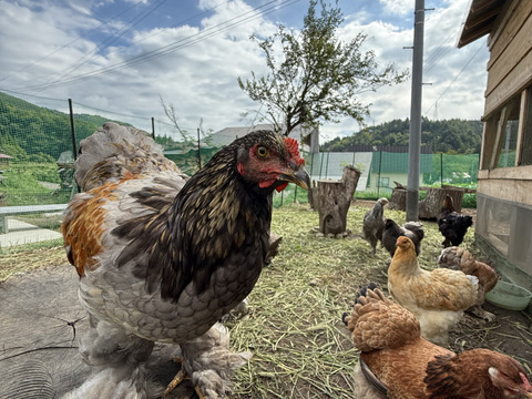１日数量限定 平飼い『盈月の卵』世界最大級の鶏ブラマ６個入り
