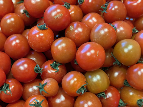 【訳あり・加工用】小鈴トマト｜昔ながらの味わい｜加熱・調理向け