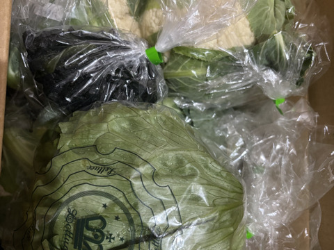 淡路島　カリフラワー5株