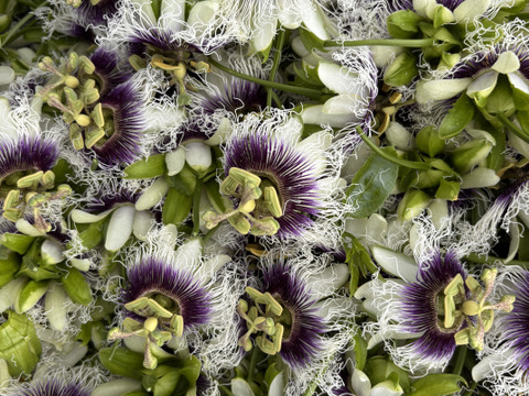 お試し小ロット！パッションフルーツ　6個入り