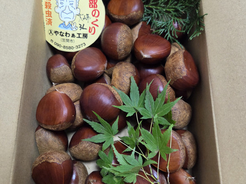 価格据え置き】笠間の栗3Lサイズ×1kg（温湯殺虫済み）：茨城県産の