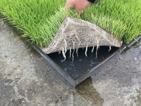 1「作り手の顔が見えるお米」秋田県産あきたこまち玄米５ｋｇ(令和7年産)