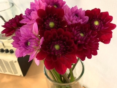 ダリア　【エタニティロマンス&ルージュ】（各5本）計10本束　30〜50㎝