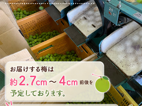 【予約販売】農薬不使用 青梅 2Kg 自家農園 梅酒 梅シロップ 農家直送 収穫後発送