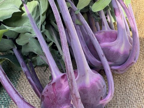 生でシャキッシャキッ！炒めてコリコリ！煮てホクホクの万能野菜 軽井沢町産高原野菜 コールラビ おひさまたっぷり ４kg