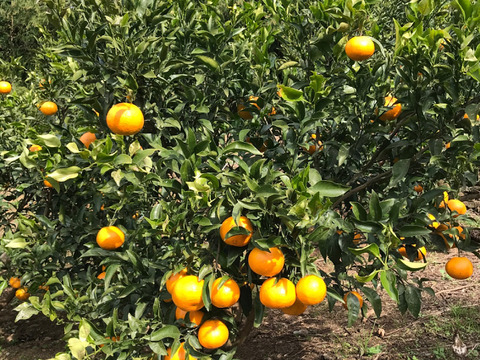 【早割！！】果汁たっぷり！！愛媛県産デコ不知火（しらぬい）５kg入【ご家庭用】