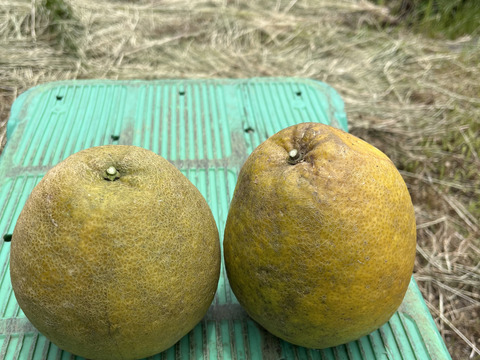 加工にオススメ！加工用 熊本県天草産 河内晩柑 9kg