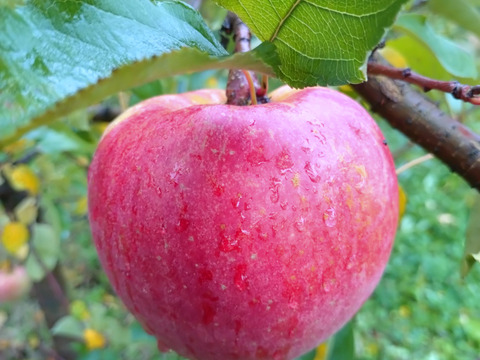 うだでぐ、どってんしてまる！りんご葉取らず美丘3キロ箱良品物でました。