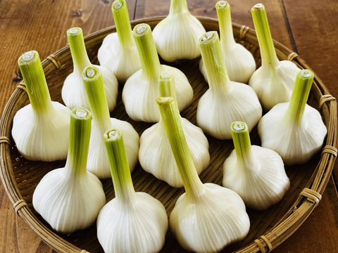 生ニンニク 1kg  採れたて新鮮 今だけ期間限定　千葉県いすみ市産　国吉農園