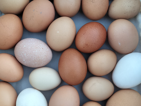 平飼いの色々な卵10個とキクイモの新芽1キロのセット野菜セット