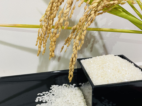 米袋のマルタカ】新米 宮崎産 コシヒカリ はつだより - 製品