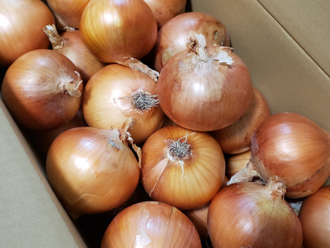 【野菜ソムリエサミット金賞🏆】淡路島玉ねぎ10kg