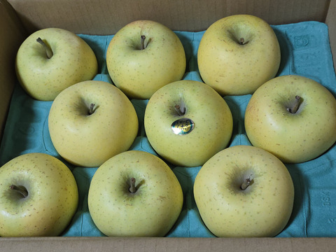 輝くイエロー！パリッとジューシー、シナノゴールド！（9個から13個）