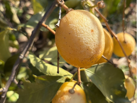 【1口5000円】令和8年 大雪や雹によるレモン・柑橘被害支援プログラム
