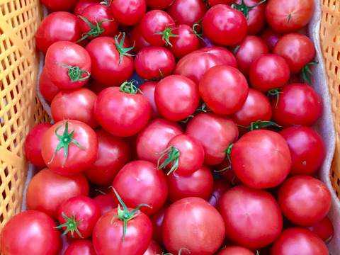 【食べ比べ2kgセット】🍅完熟トマト1.5kg(8〜12玉)・カラフルミニトマト500gの食べ比べセット🍅総量2kg