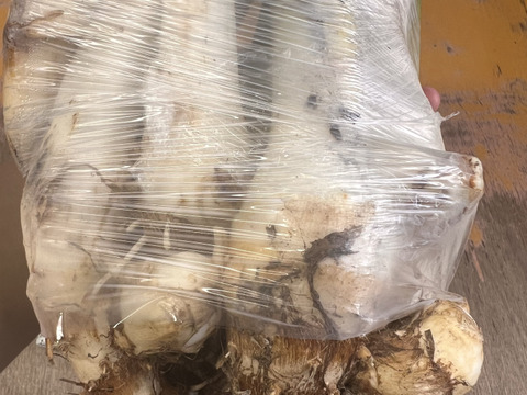 里芋株 里芋 お盆 芋　お供物 株付き 芋煮　1袋