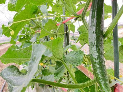 胡瓜とスナップエンドウのコラボセット‼️