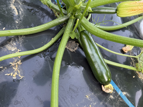 【菌ちゃん農法】朝採れ! ズッキーニ 和歌山県産 2kg 化学肥料・動物性肥料・農薬不使用