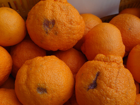 【超訳あり】「不知火」５㎏。早くお食べ下さい。着色不良。生傷・病害虫等。家庭用・ジュース用