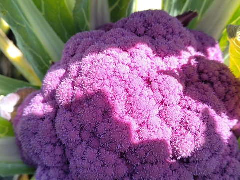 北海道産紫カリフラワー6㎏（8～9玉）